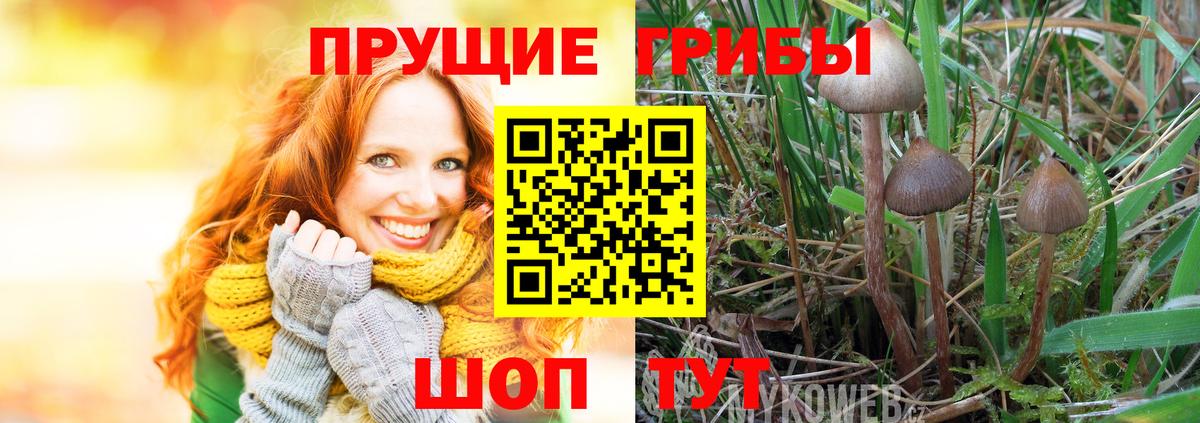 Жигулёвск  Галлюциногенные грибы прущие грибы  Вход с VPN 